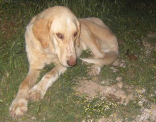 Έκκληση για τον χτυπημένο από αυτοκίνητο σκύλο που υποφέρει στο Κορωπί